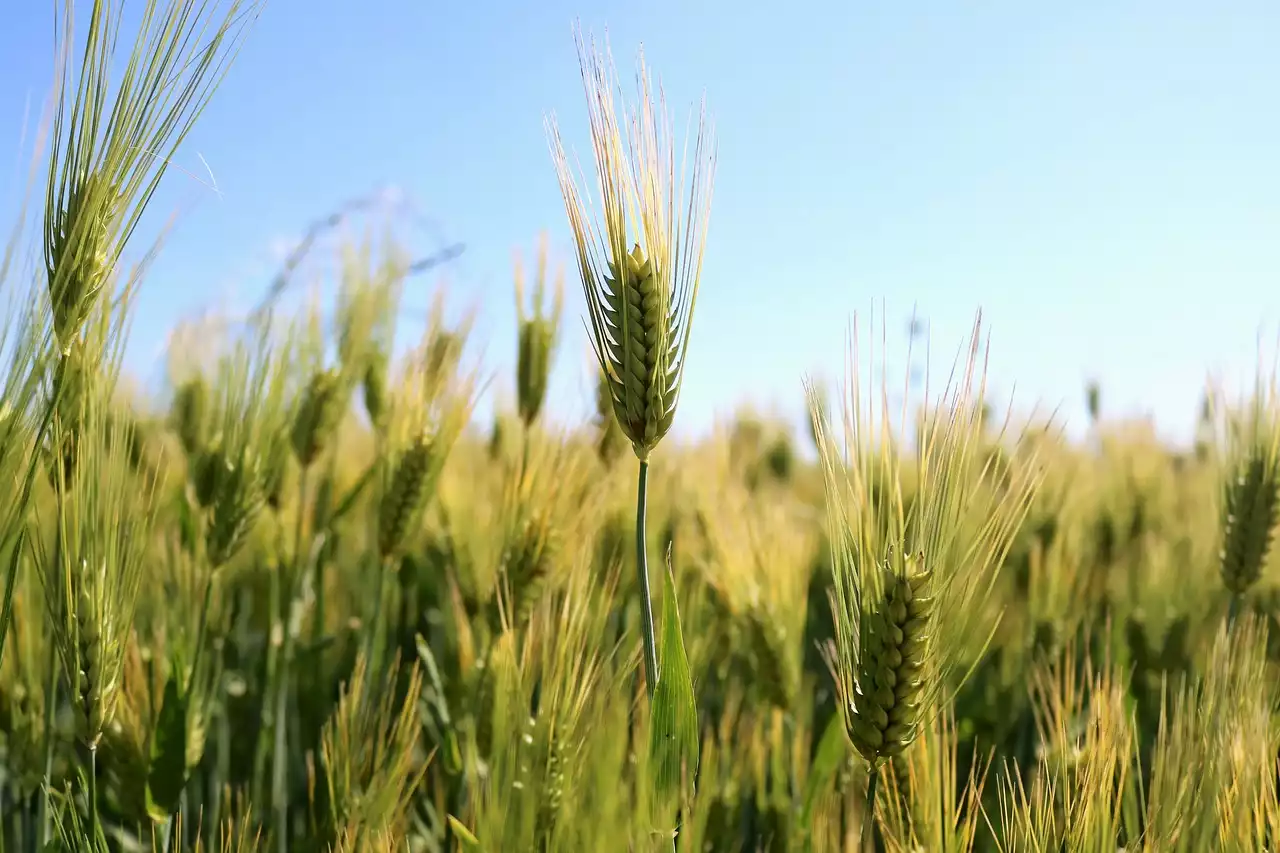 Ukryte źródła glutenu w Twojej diecie